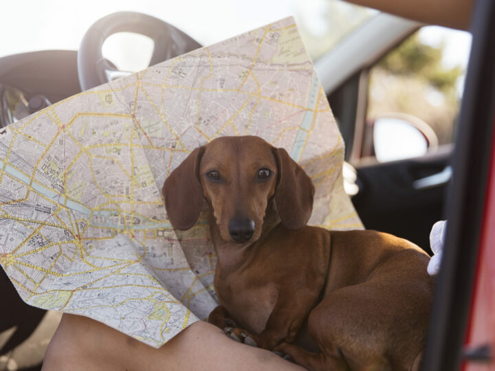 Get your documents in order for travel with pet!